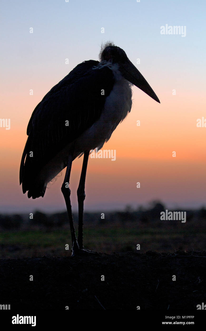 Marabou stork En Ol Pejeta Conservancy Foto de stock