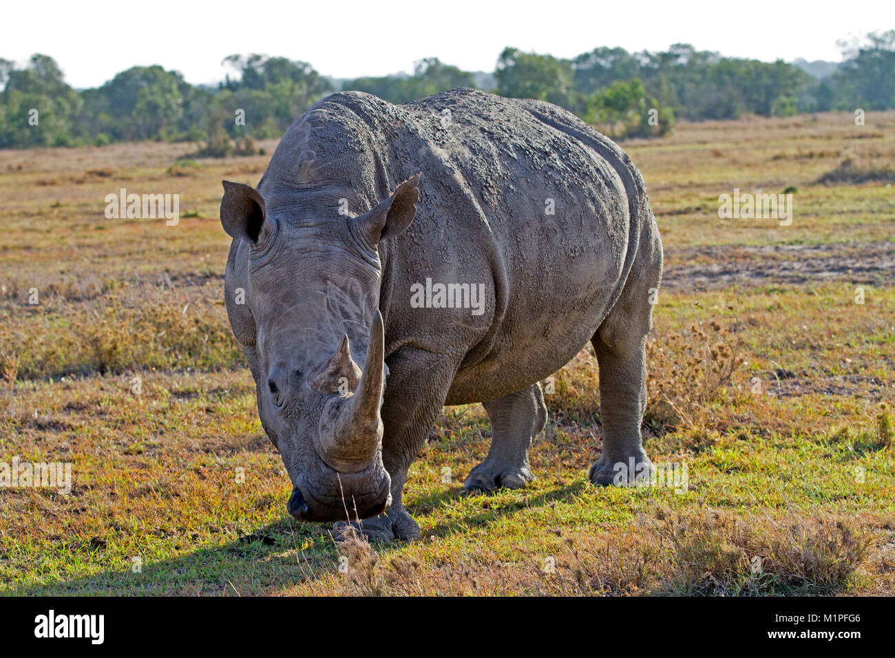 Rhino En Ol Pejeta Conservancy Foto de stock