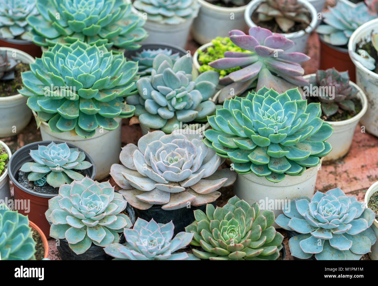 Jardineras de plantas suculentas en el jardín. Se trata de una especie de  cactus familia que es resistente a temperaturas extremas Fotografía de  stock - Alamy