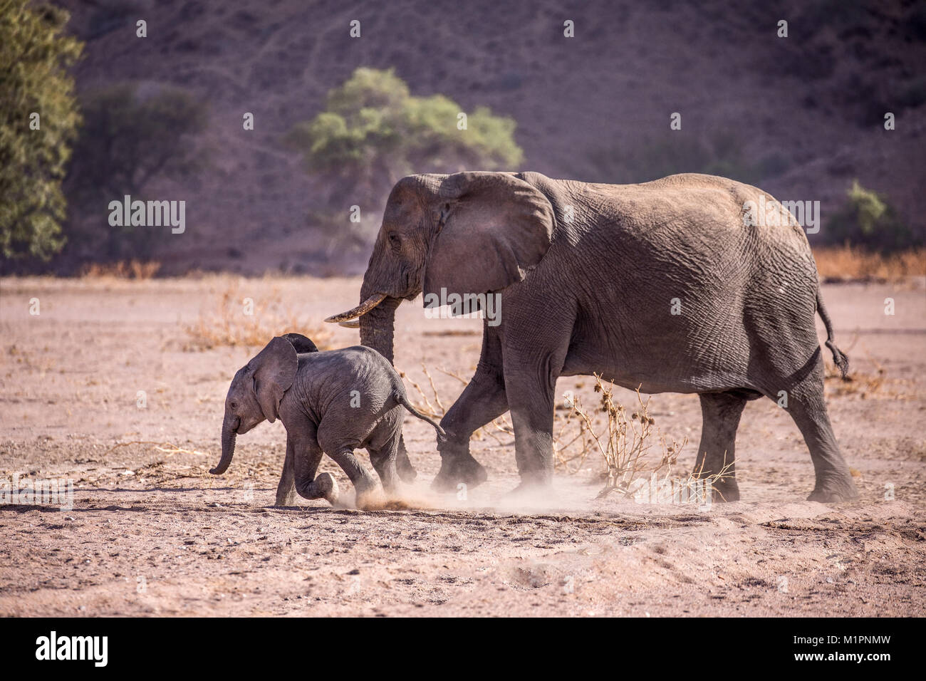 Madre elefante mantener a su bebé en línea, después de que a su alrededor para asegurarse de que es seguro. Foto de stock