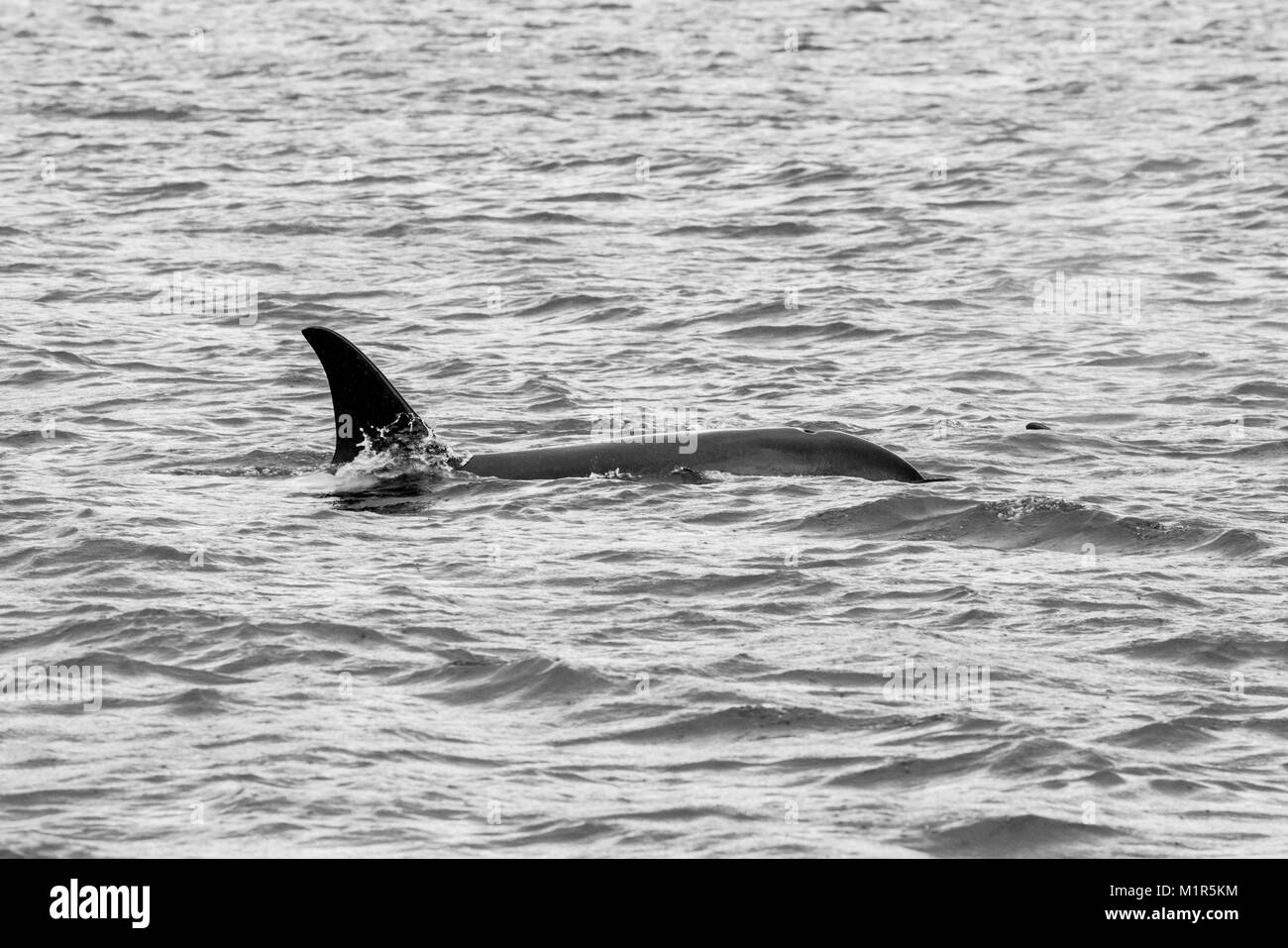 Orca en la resurrección Bay en Alaska. Foto de stock