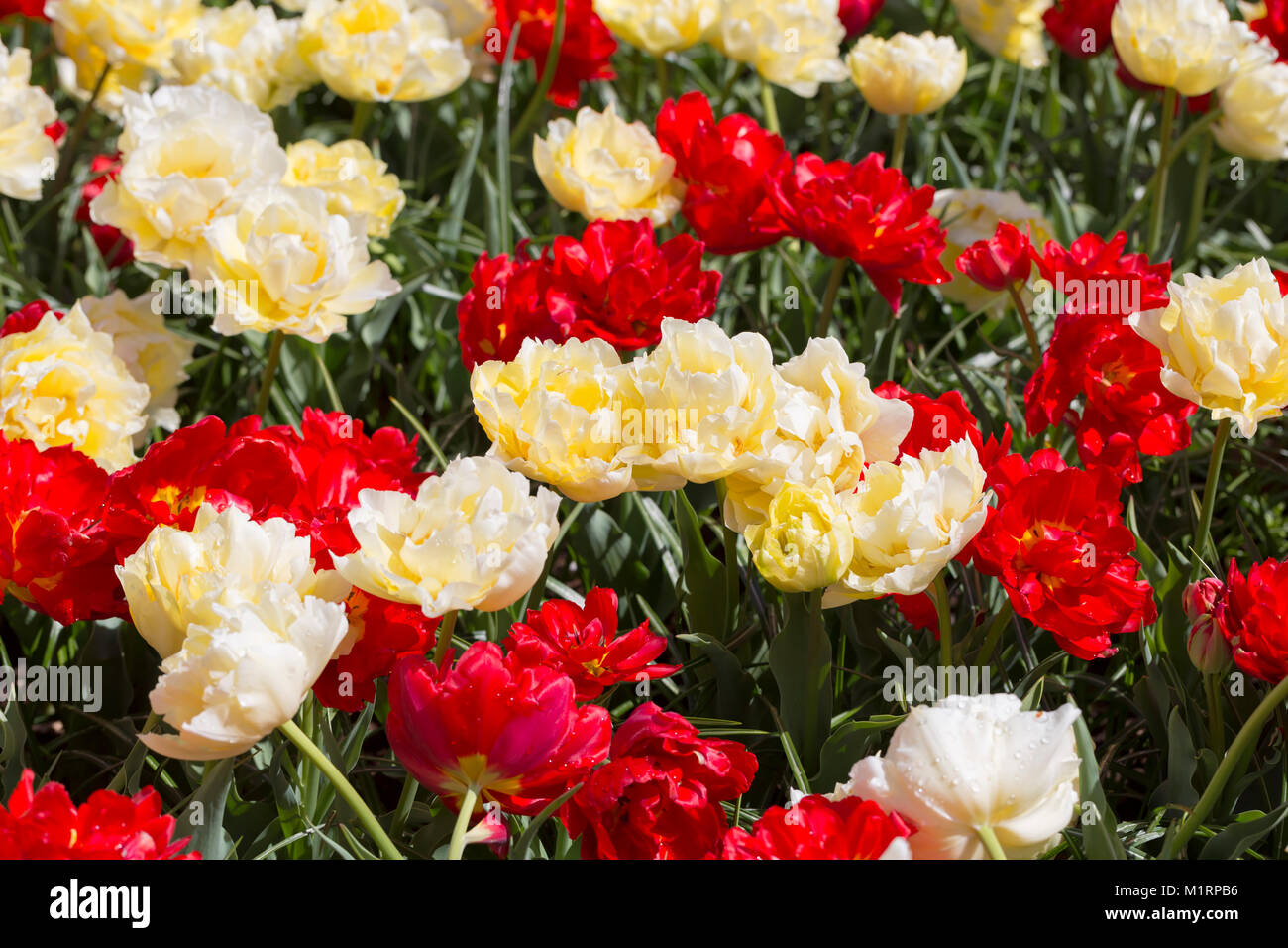 Flores dobles de color rojo y crema tulipanes Foto de stock