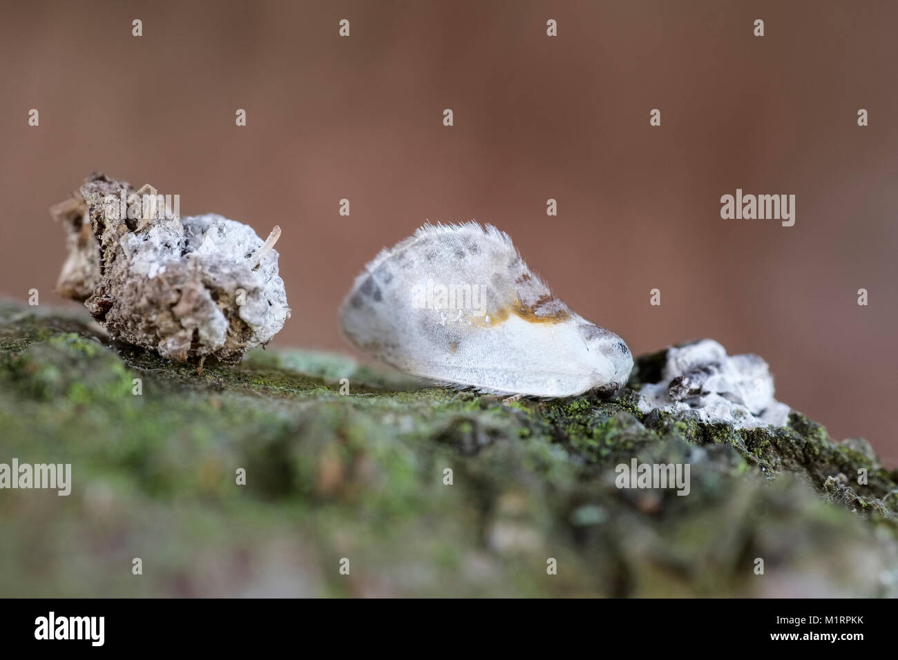 Carácter Chino moth descansando junto a excrementos de aves mostrando o camuflaje mimetismo - Cilix glaucata Foto de stock