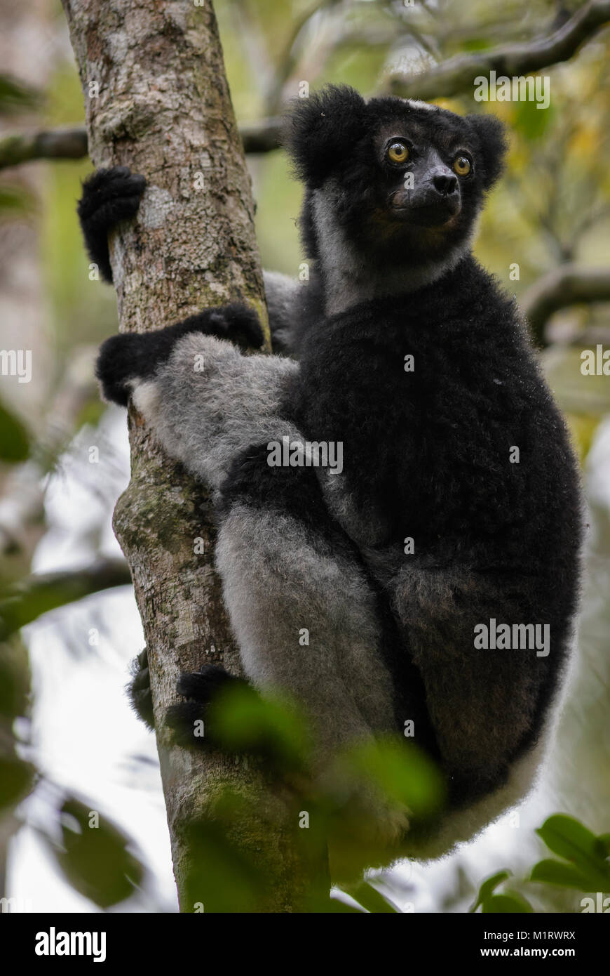 - Indri indri Indri, bosque lluvioso la costa oriental de Madagascar. Cute primado. Madagascar endemite. La mayor lemur. Foto de stock