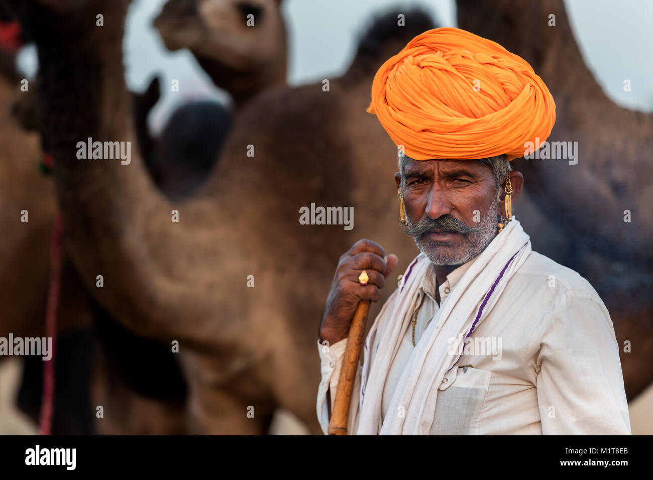 Pushkar, India-October 30, 2017: Uno de los mayores mercados de ganado establece en Puskar cada año.También es conocido como camello de Pushkar justo o Pushkar Foto de stock