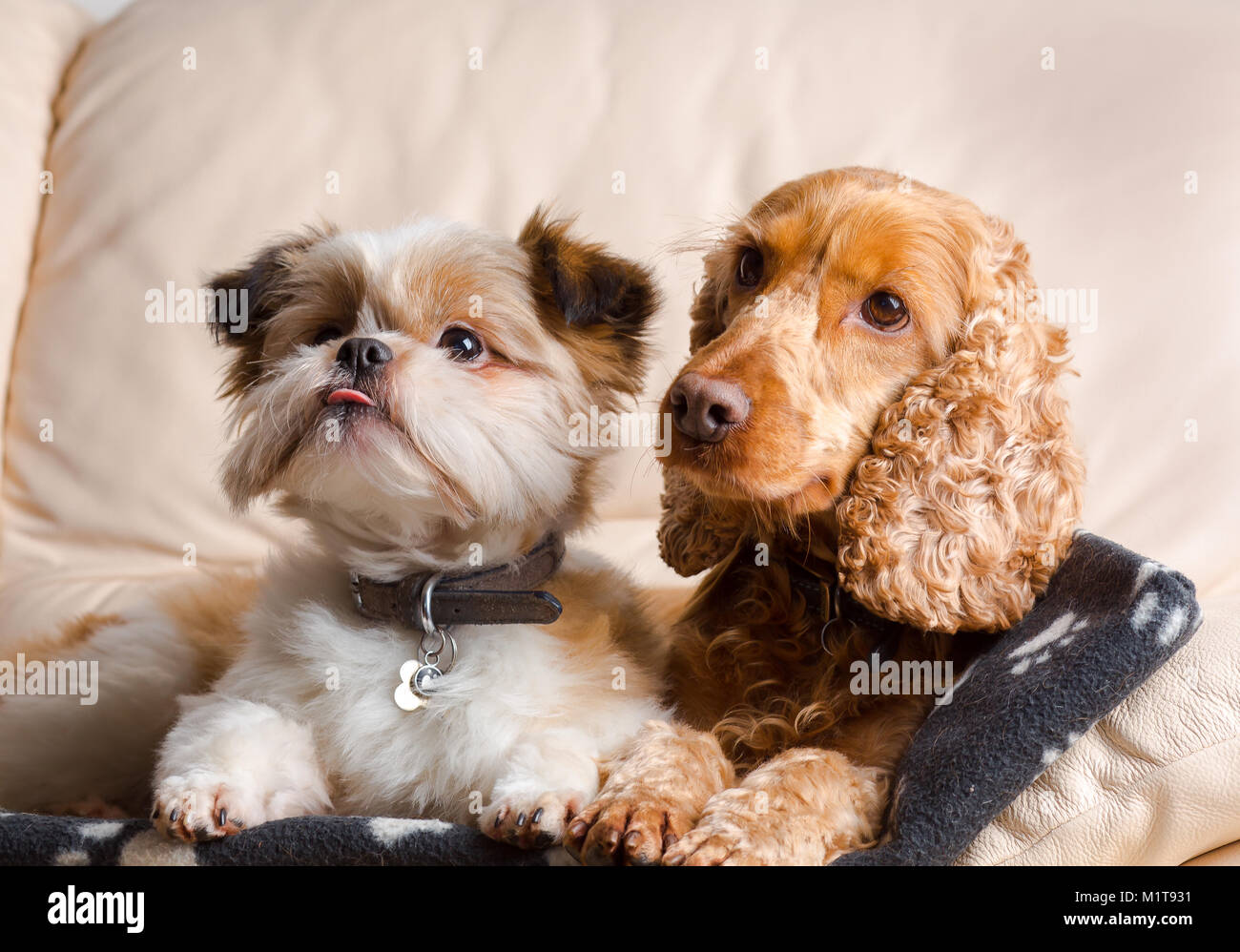 Interior: retrato de mascotas pomerania shih tzu & red Cocker Spaniel, acurrucada juntos en un sofá de cuero en el hogar familiar. Mejores amigos se sentó al lado de la otra. Foto de stock