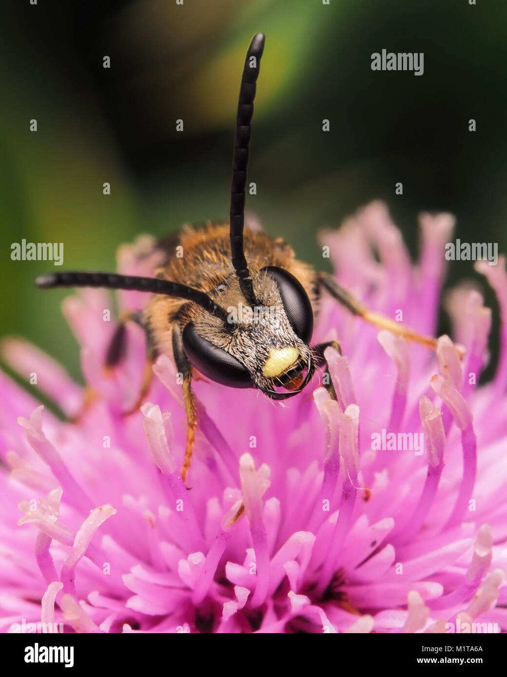 Surco-abeja común (Lasioglossum calceatum) encaramado en un cardo. Una foto de su cabeza. Cahir, Tipperary, Irlanda. Foto de stock