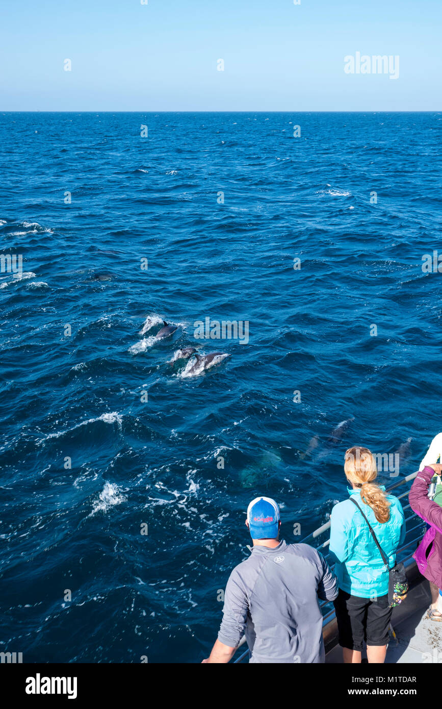 Los delfines comunes incumplimiento y nadar a lo largo de una isla Packers barco turístico cerca de las Islas del Canal de la Mancha, California, USA. Foto de stock