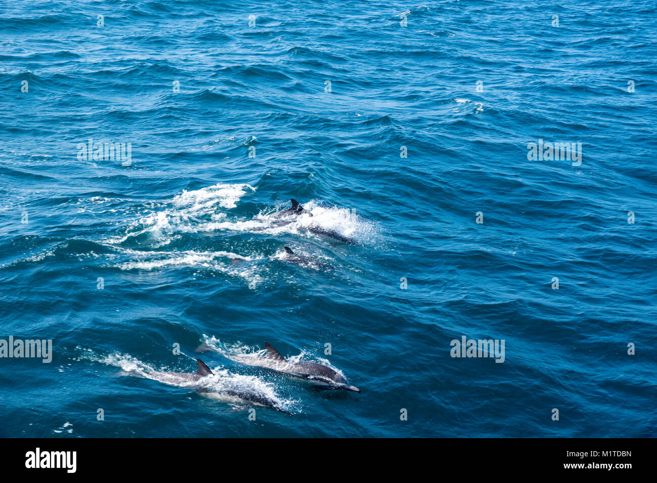 Los delfines comunes incumplimiento y nadar a lo largo de una isla Packers barco turístico cerca de las Islas del Canal de la Mancha, California, USA. Foto de stock