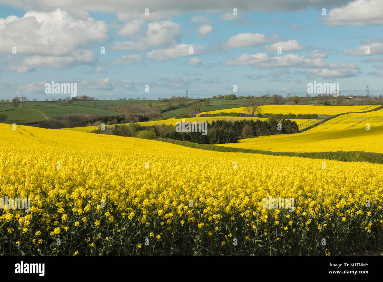 Una imagen de campos de colza en inglés de granjas. Foto de stock