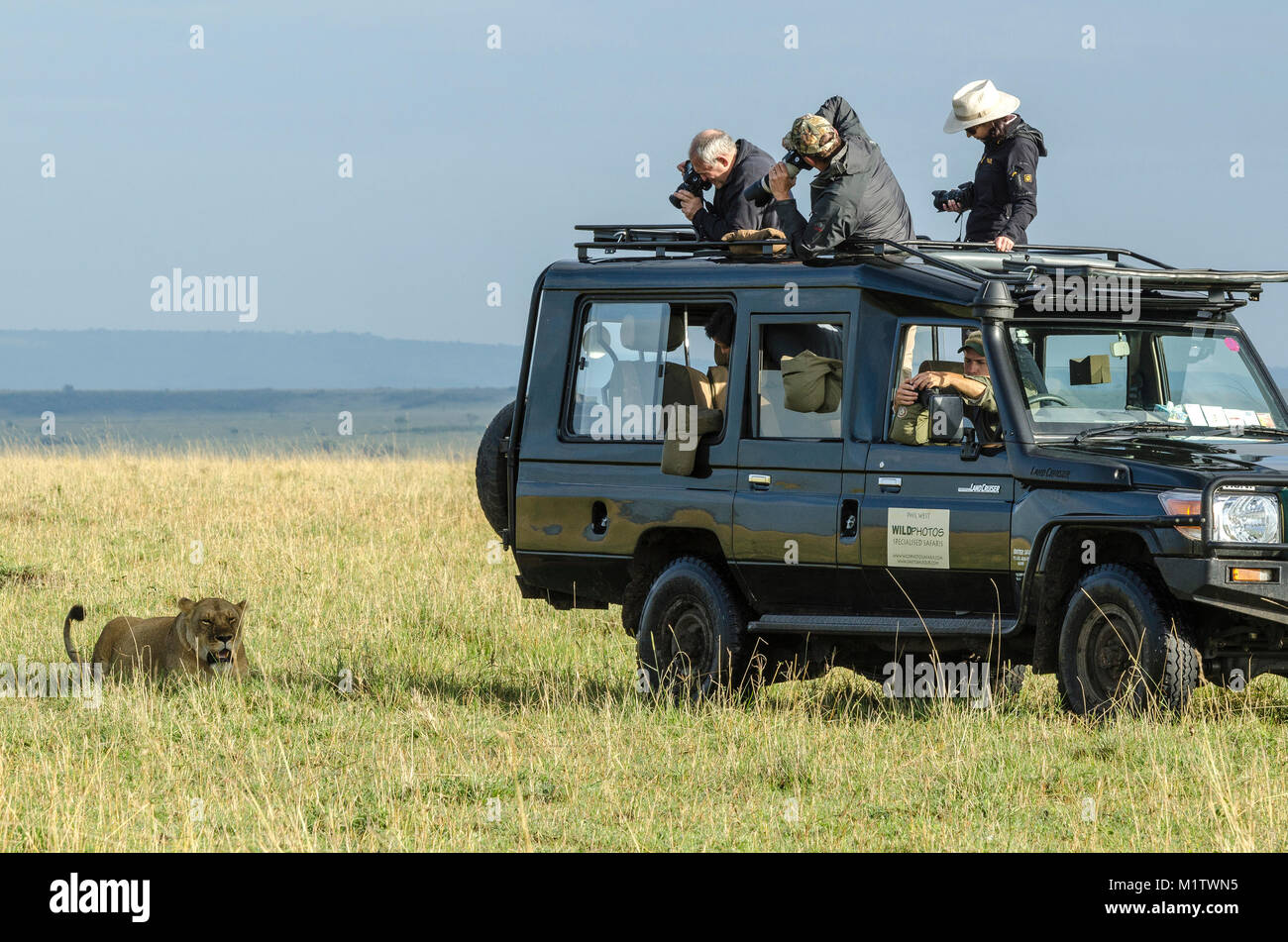 Los turistas de safari, aprovechar la cercanía de una leona descansando en la sombra de su vehículo de safari para obtener algunas fotos de cerca. Foto de stock