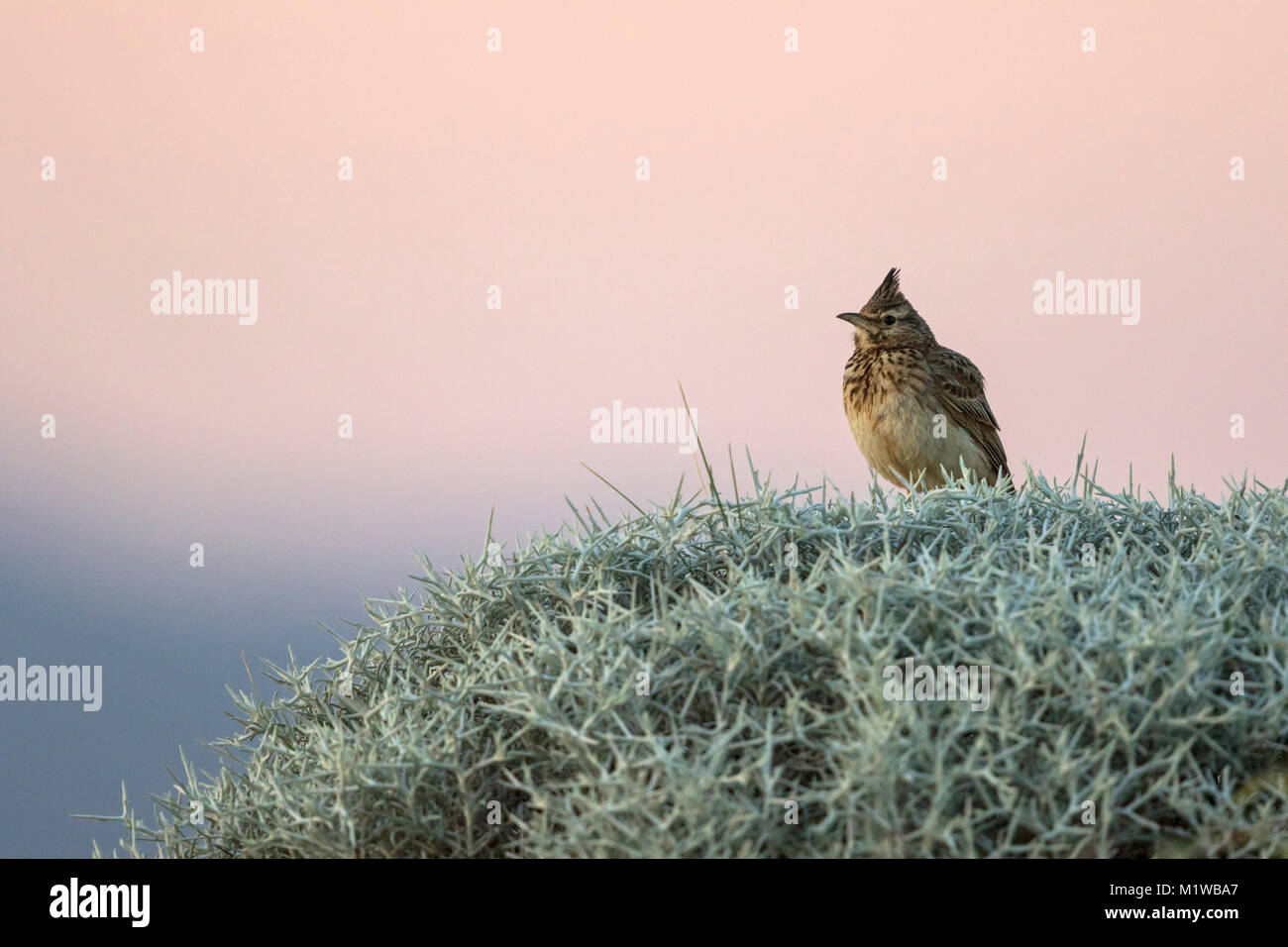 Crested Lark (Galerida cristata) Foto de stock