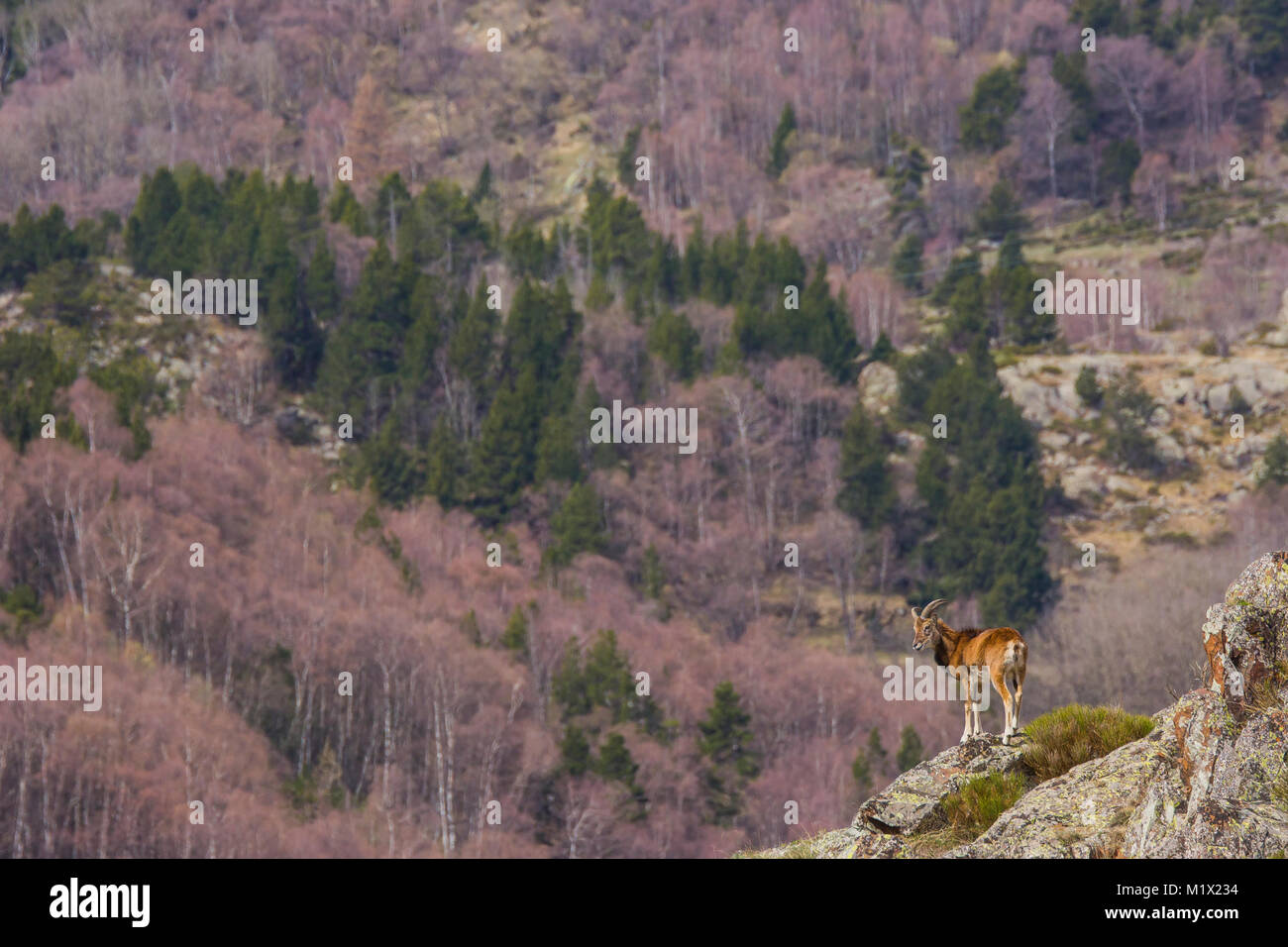 Muflones (Ovis aries musimon) en Capcir, Francia Foto de stock