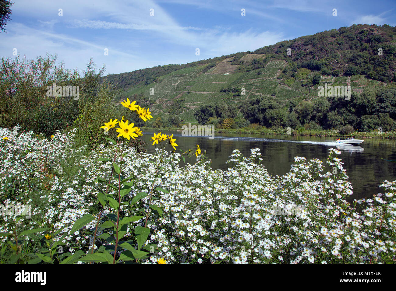 Sunchoke, topinambour (Helianthus tuberosus) y flores (Erigeron erigeron annuus), en la orilla del río Mosela, Renania-Palatinado, Alemania, Europa Foto de stock