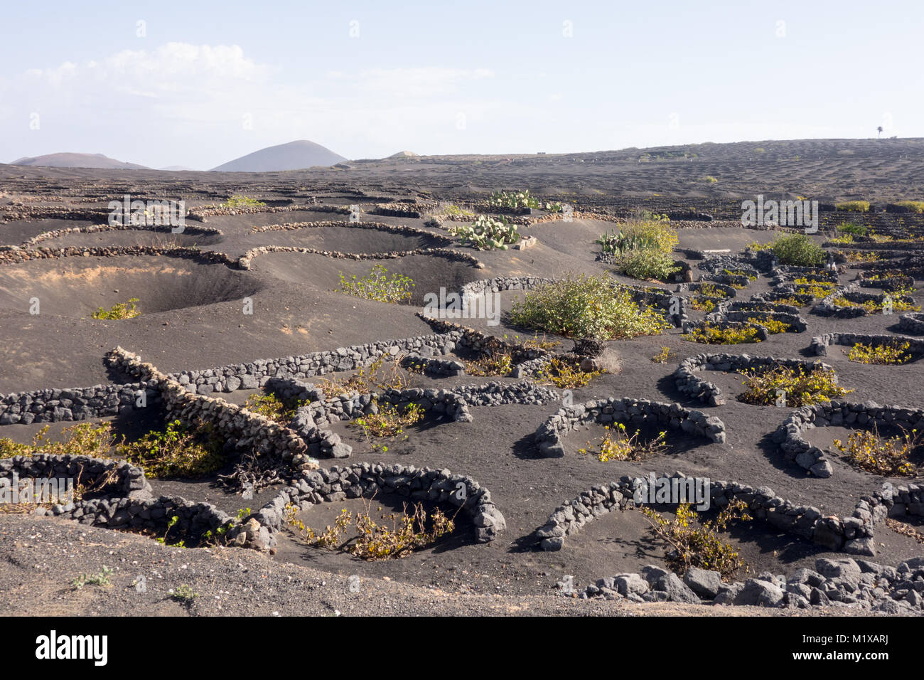 La Geria, Lanzarote - 8 Nov 2017. Los viñedos de La Geria utiliza cenizas volcánicas como el suelo. Los viticultores también cavar hoyos y construir muros de piedra para shelt Foto de stock