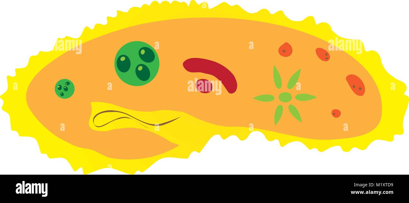 Paramecio caudatum en el fondo de hoja Ilustración del Vector