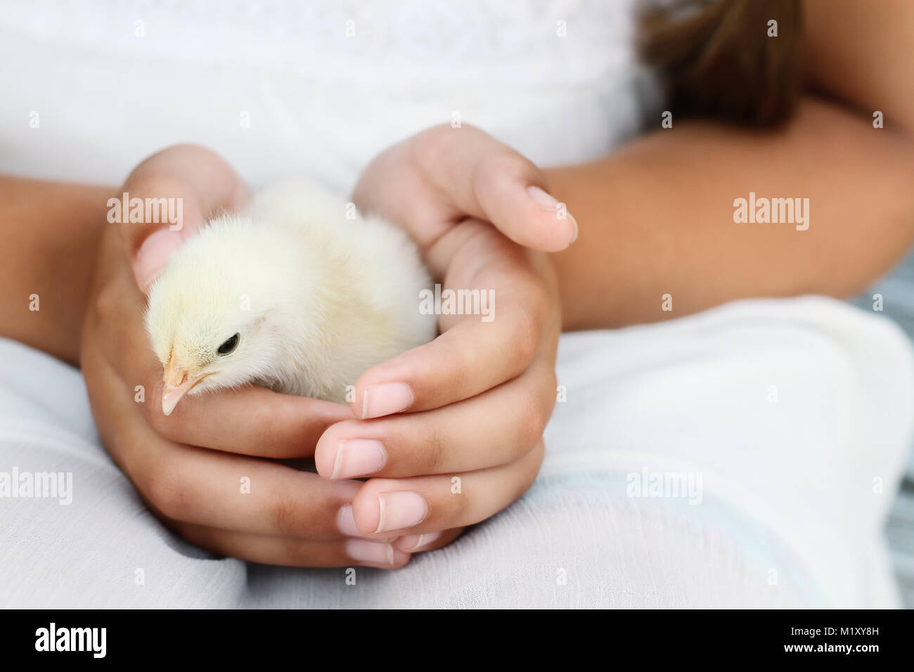 Niña sostiene un polluelo Brahma blanco que está a sólo días de antigüedad. Foto de stock