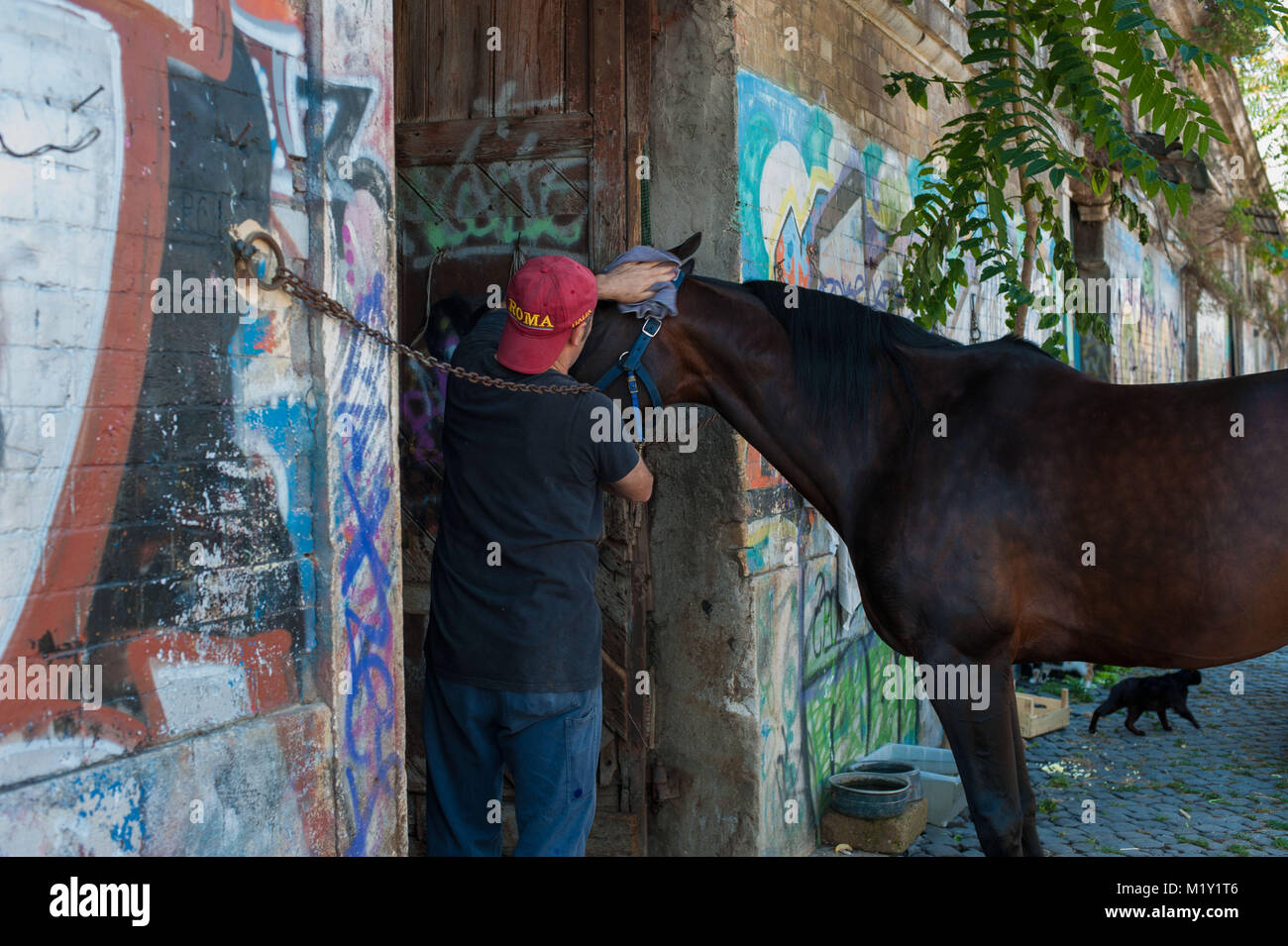 Roma. Italia. Los establos de caballos en el campo Boario Fotografía de stock Alamy
