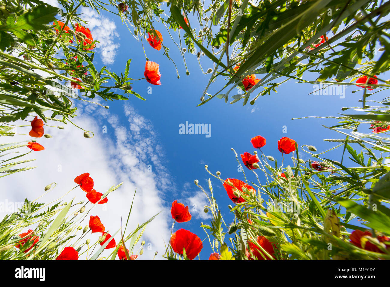 Ángulo de visión baja de un campo con flores de adormidera (Papaver) y trigo (Triticum aestivum), Sajonia, Alemania Foto de stock