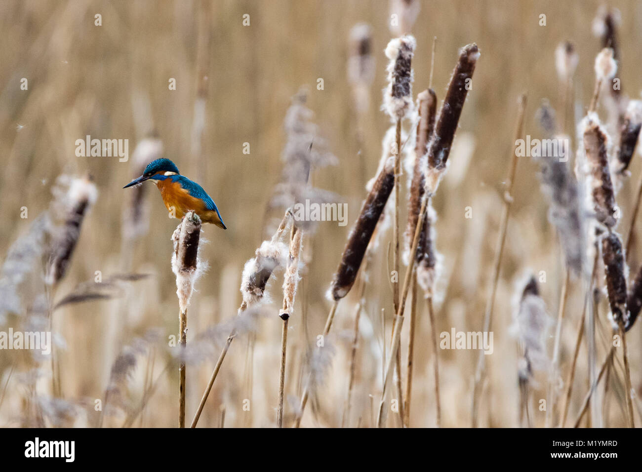 Kingfisher de reed caza cabezas a Attenborough Reserva Natural, Nottingham, Reino Unido. Foto de stock