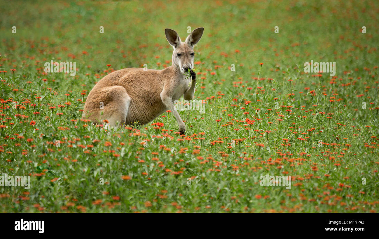 Un canguro rojo verde de recogida para un aperitivo en un campo de flores silvestres Foto de stock