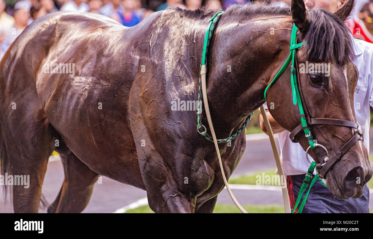 Vista cercana a musculoso caballo de carreras Fotografía de stock - Alamy