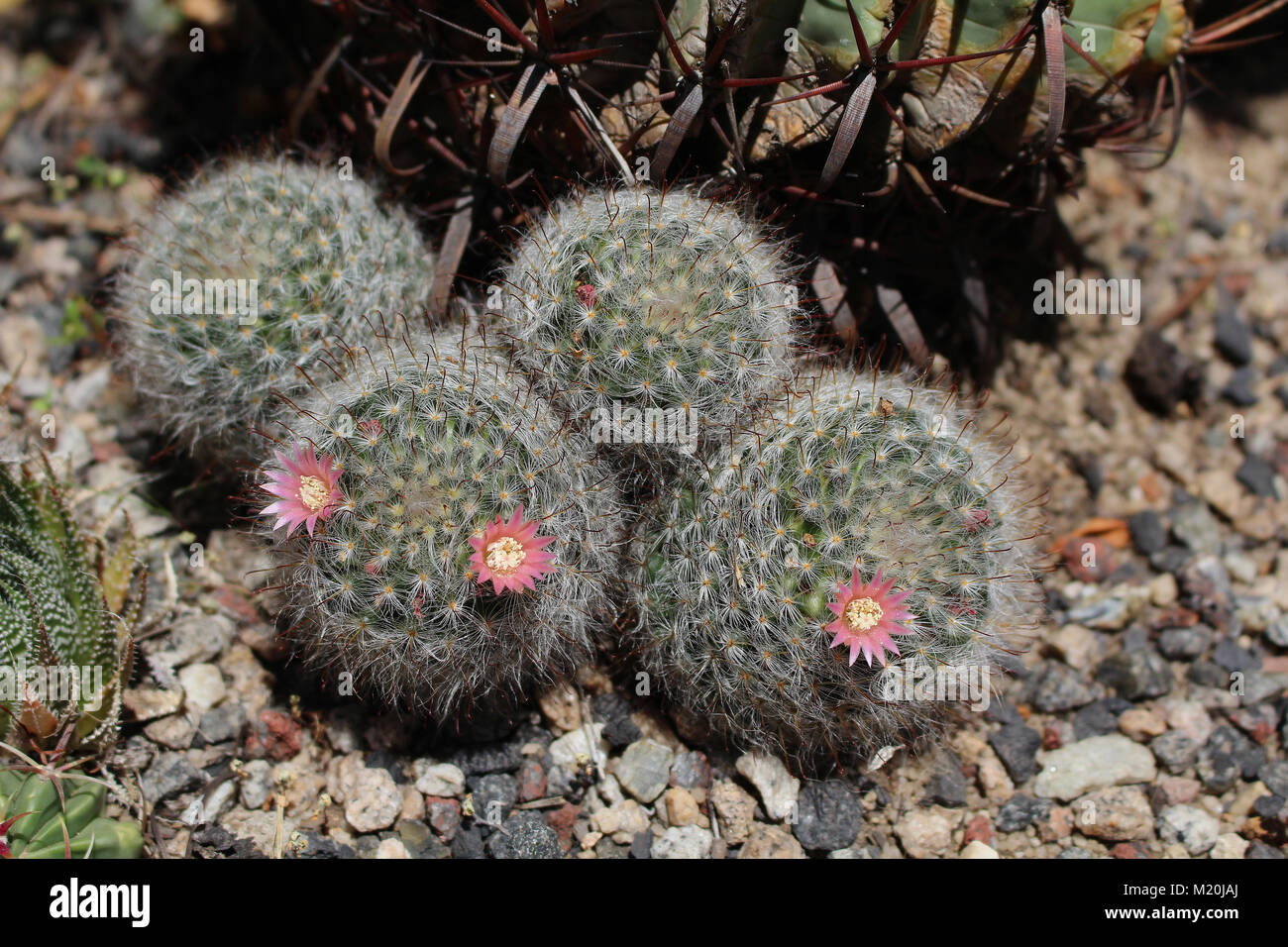 Grupo de Mamillaria sp. con flores de cactus Foto de stock