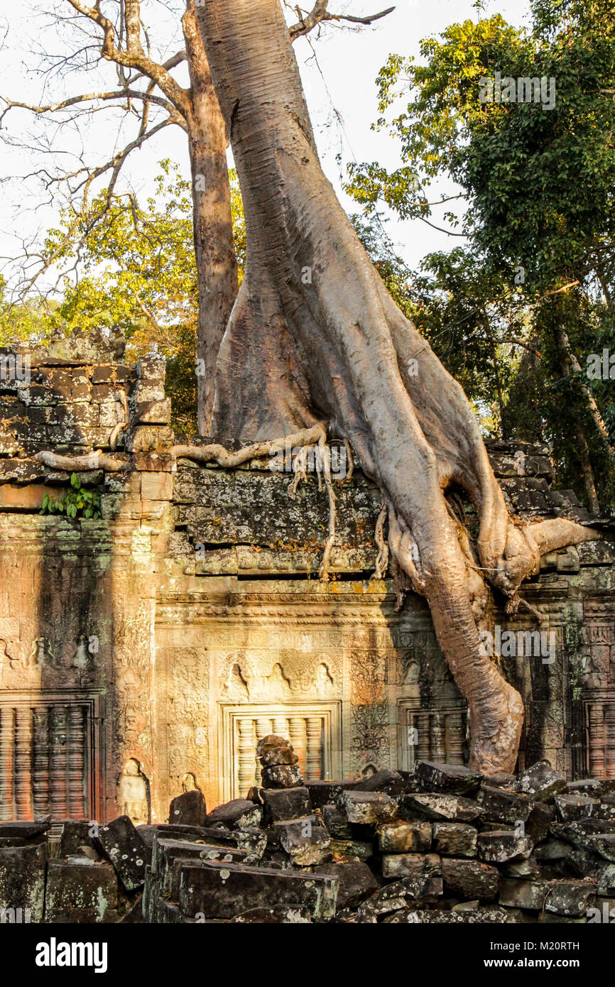 Templo cubierto de ruina, Angkor Wat, Camboya - el árbol sobre la pared del templo Foto de stock