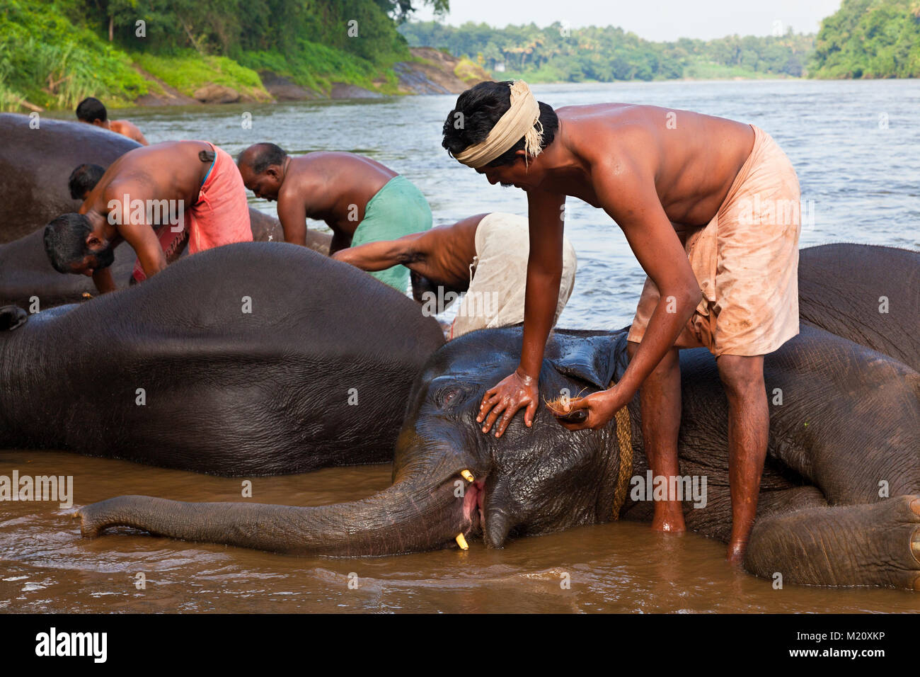 Los elefantes están bañadas en Periyar River, cerca de la aldea de Kodanad en Kerala, India. Foto de stock