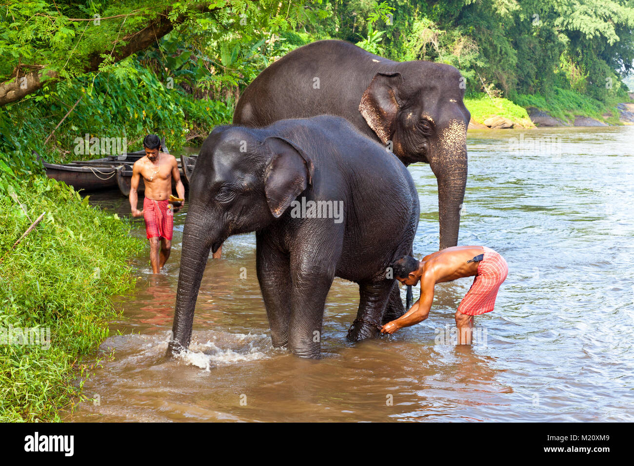 Los elefantes están bañadas en Periyar River, cerca de la aldea de Kodanad en Kerala, India. Foto de stock