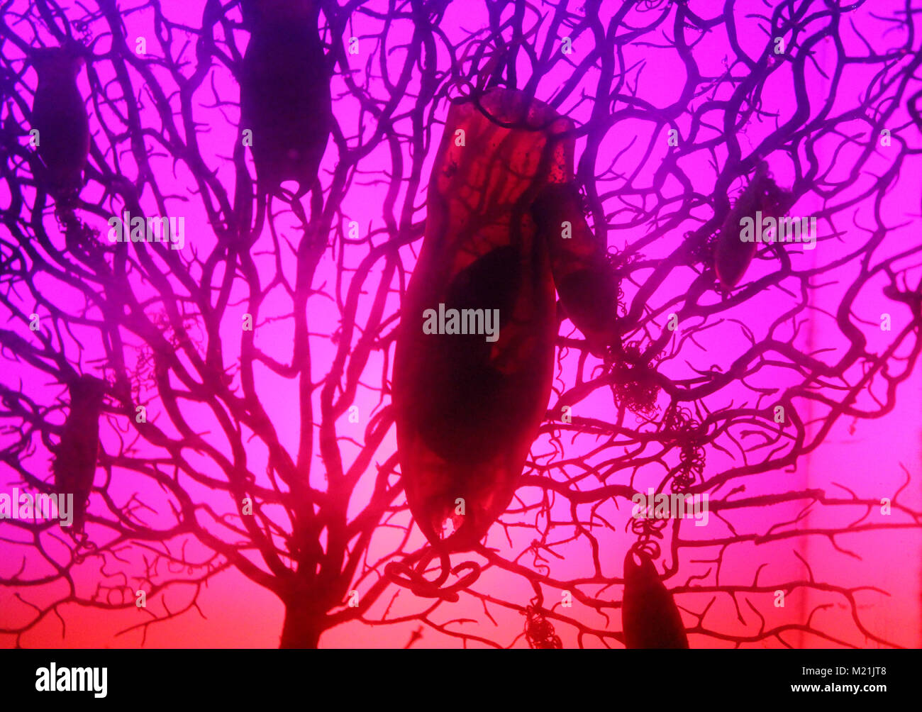 Huevo de tiburón fotografías e imágenes de alta resolución Alamy