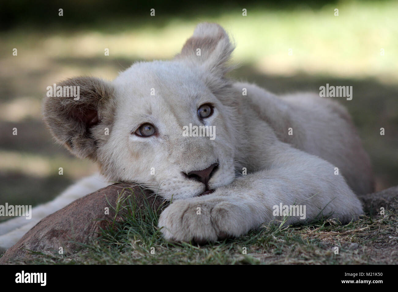 Cachorro de león blanco o cub con ojos verdes cerrar Foto de stock