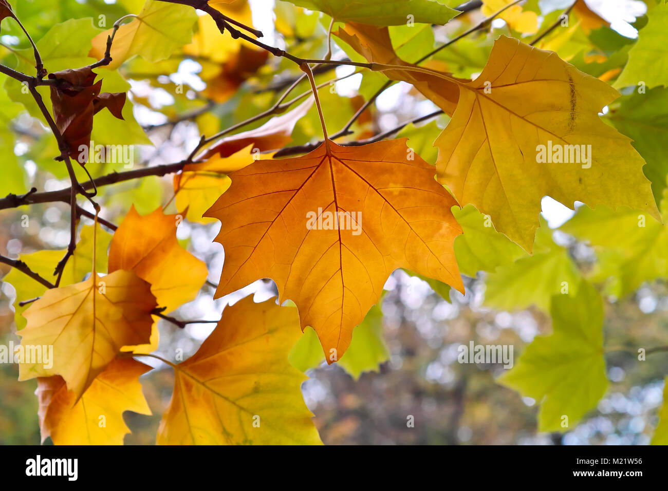 Las hojas de un árbol de avión en un otoño dorado Foto de stock
