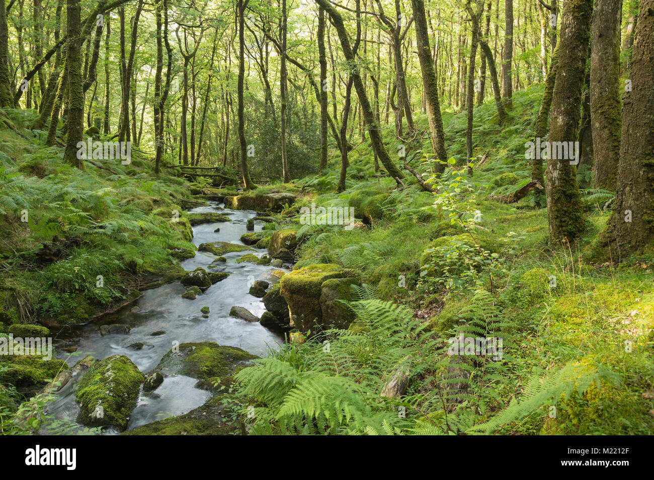 Una imagen de un bello arroyo en el bosque en el parque nacional de Dartmoor, Devon, Inglaterra, Reino Unido. Una velocidad de obturación lenta fue utilizado para crear el efecto lechoso Foto de stock