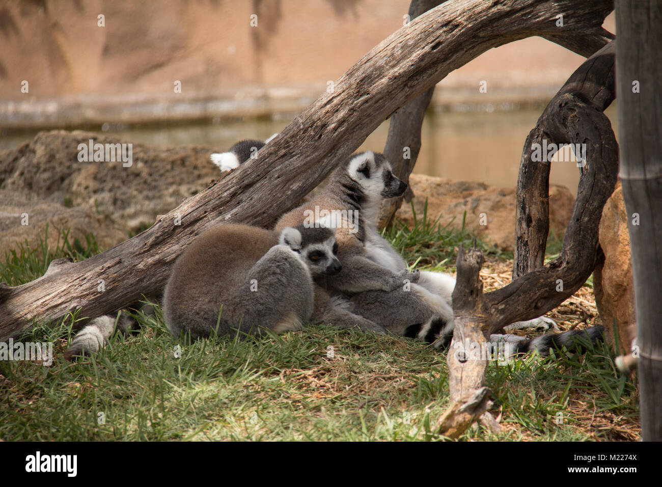Honolulu Zoo Ring Tailed lemurs jugando en el suelo Foto de stock