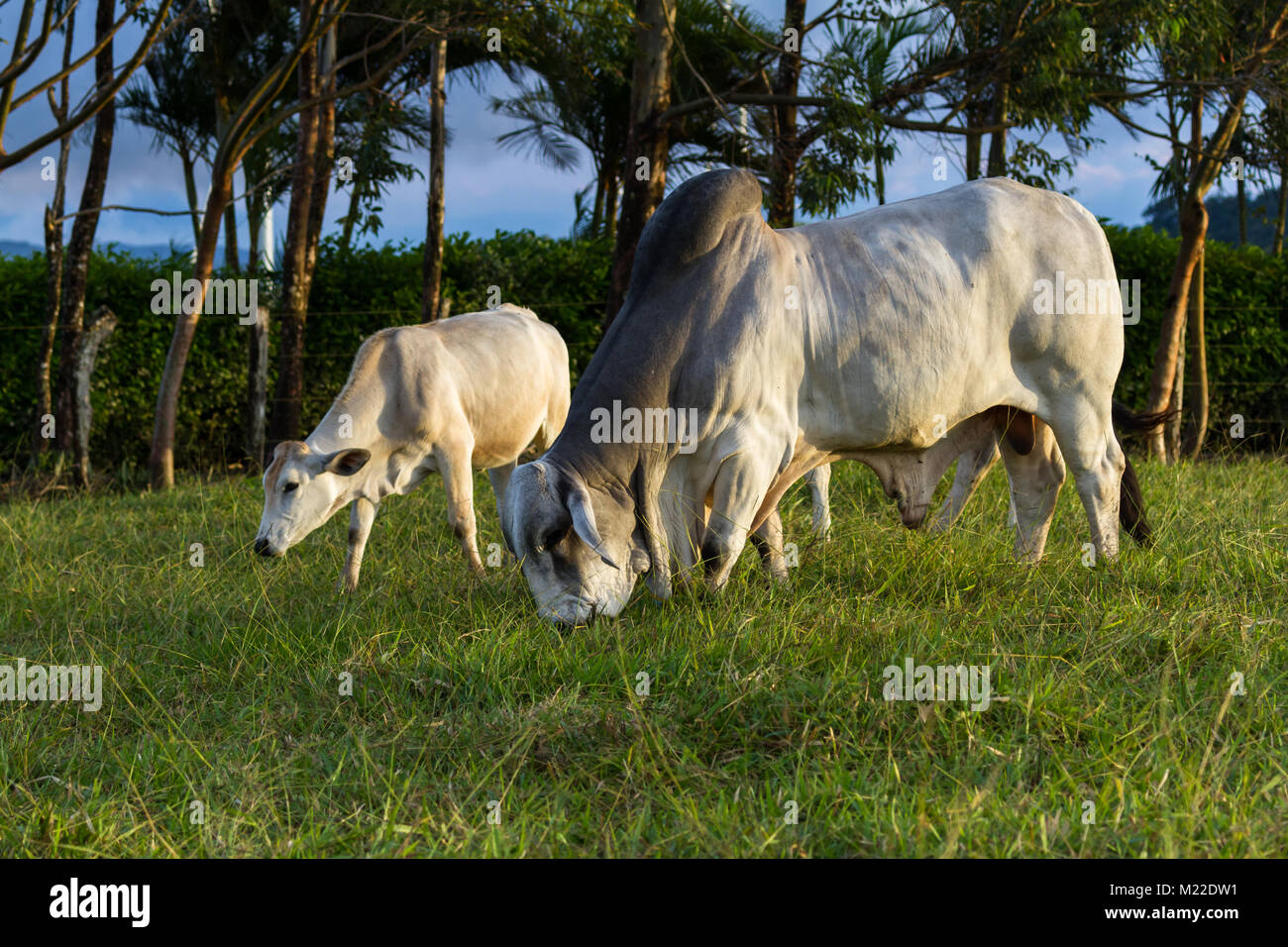 Enorme toro brahman en un verde pasto en Costa Rica Foto de stock