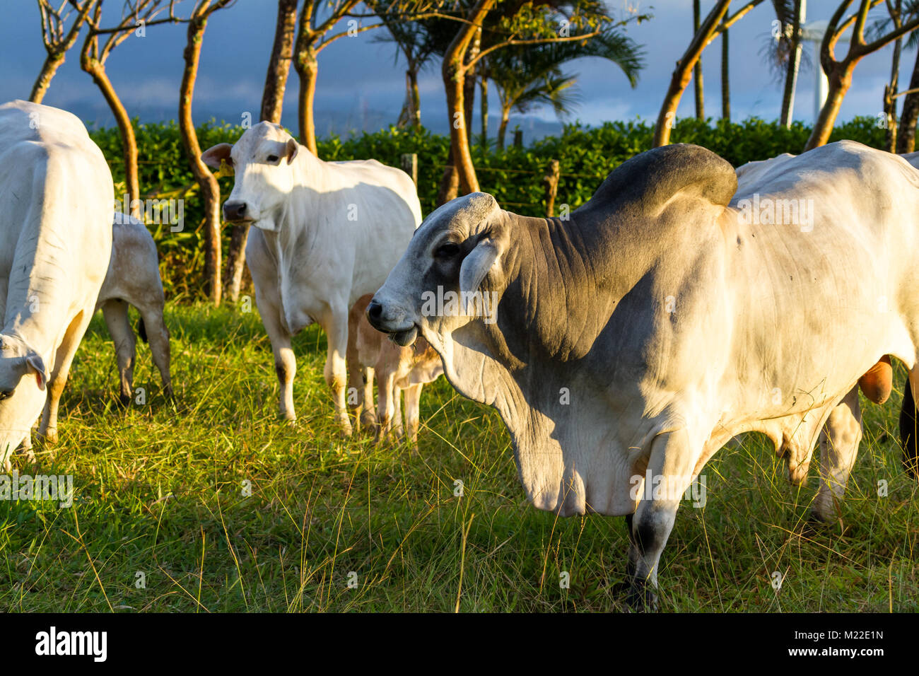 Planteó la pastura de ganado Brahman en Guanacaste Costa Rica Foto de stock