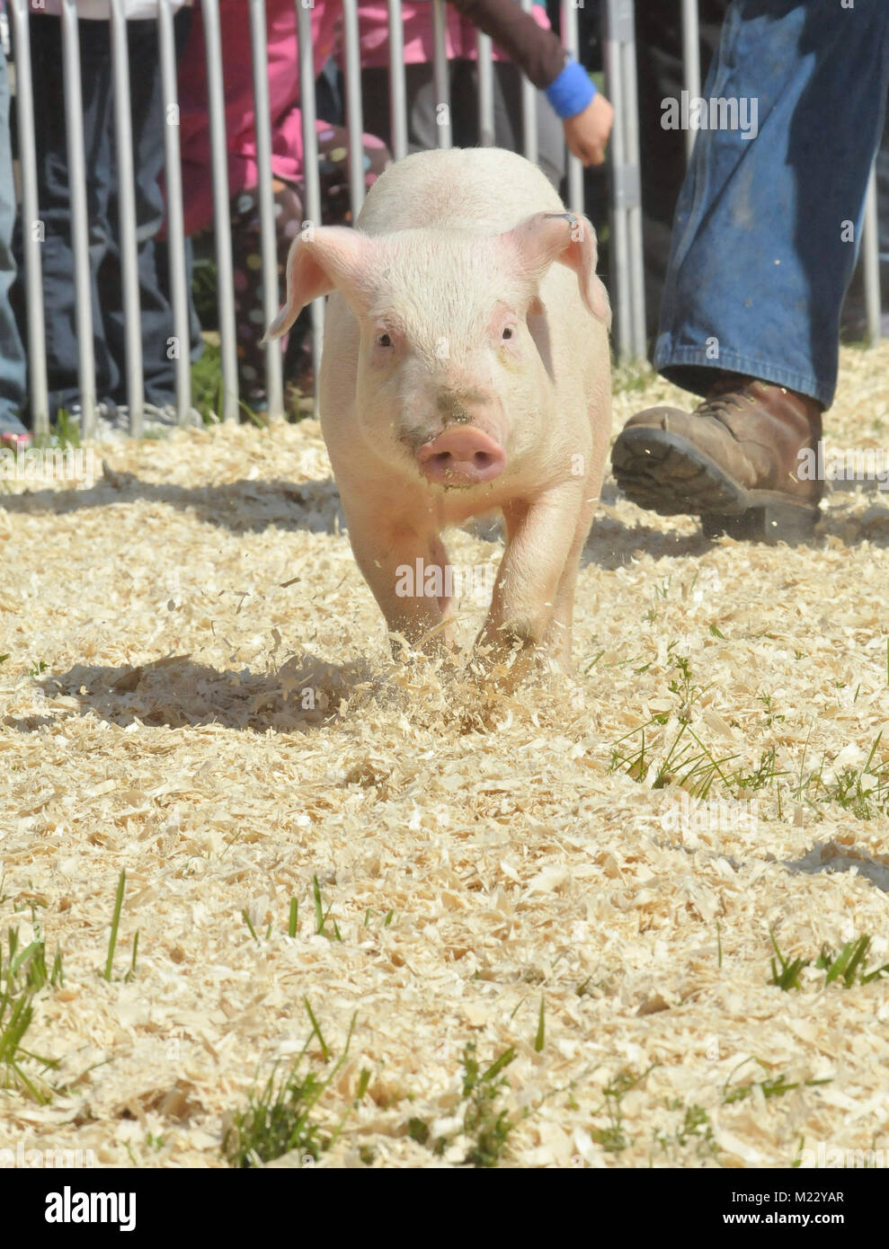 Carreras de cerdos fotografías e imágenes de alta resolución - Alamy