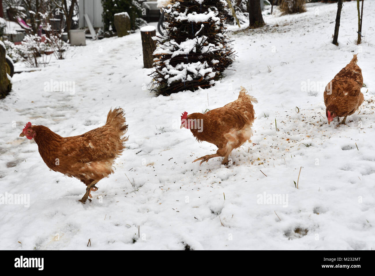 Gallina comiendo juntos en la granja de pasto en el invierno Foto de stock
