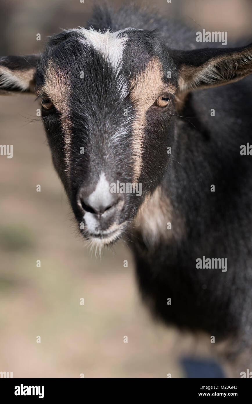 Cerca de cabra enana nigeriano en vertical Foto de stock