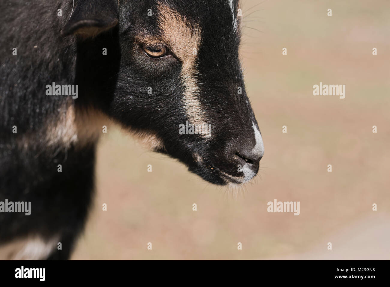 Cerca de cabra enana nigeriano en vertical Foto de stock