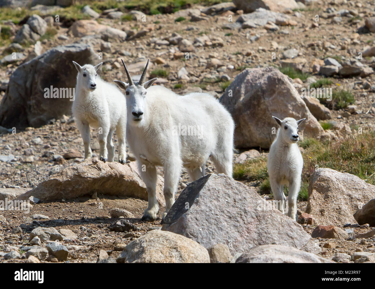 Hembra de cabra de montaña con dos niños. Las cabras de montaña (Oreamnos americanus) habitan en algunas de las regiones más inhóspitas de América del Norte. Foto de stock
