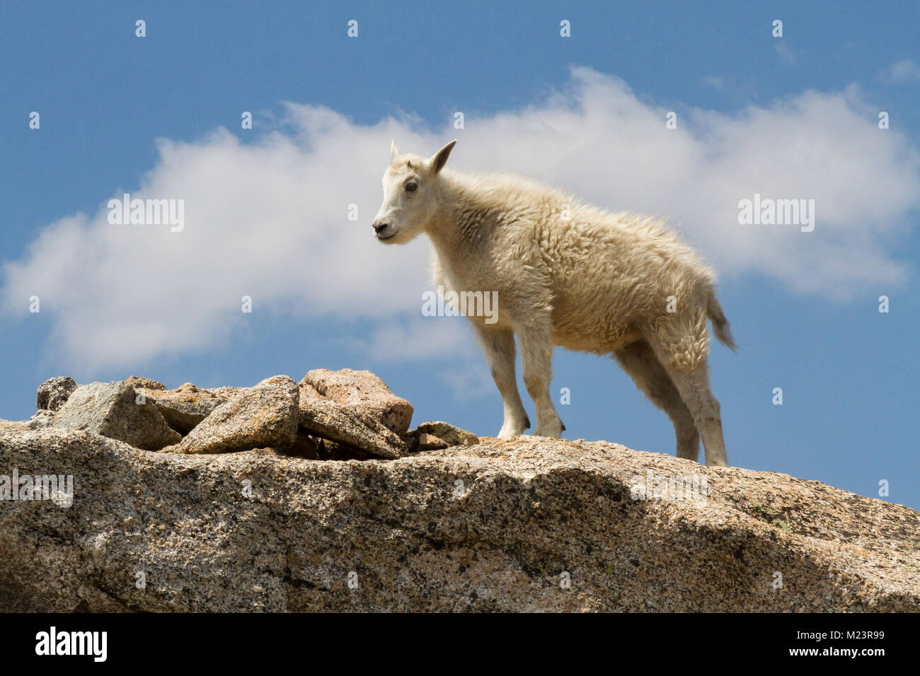 Una joven cabra o cabrito en 14,270' en Colorado. Las cabras de montaña (Oreamnos americanus) habitan en algunas de las regiones más inhóspitas de América del Norte. Foto de stock