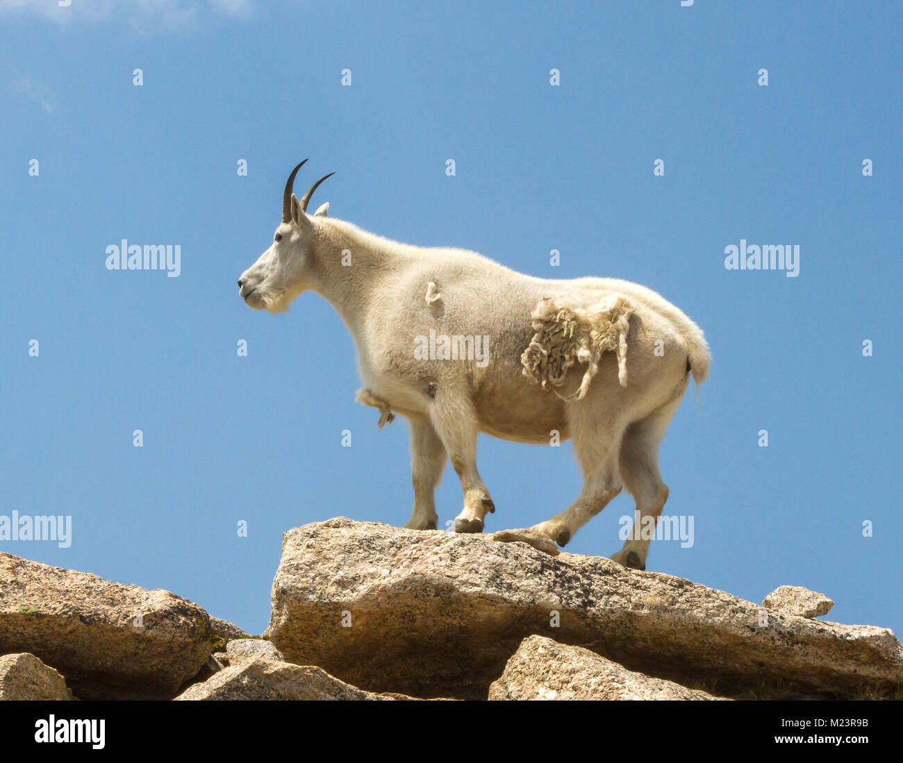 Las cabras de montaña (Oreamnos americanus) habitan en algunas de las regiones más inhóspitas de América del Norte. Viven en terrenos montañosos y praderas alpinas. Foto de stock