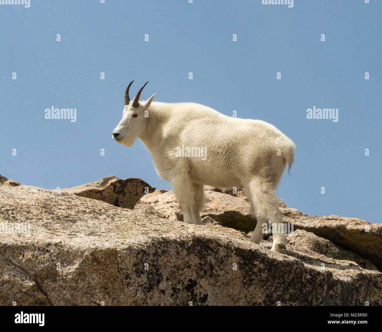 Las cabras de montaña (Oreamnos americanus) habitan en algunas de las regiones más inhóspitas de América del Norte. Foto de stock