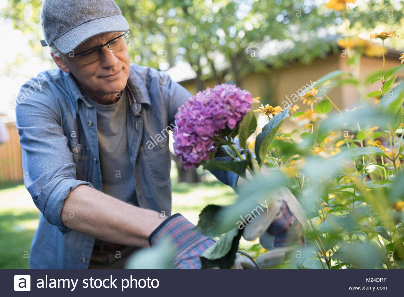 Hombre senior de jardinería, recogiendo flores en el jardín trasero Foto de stock