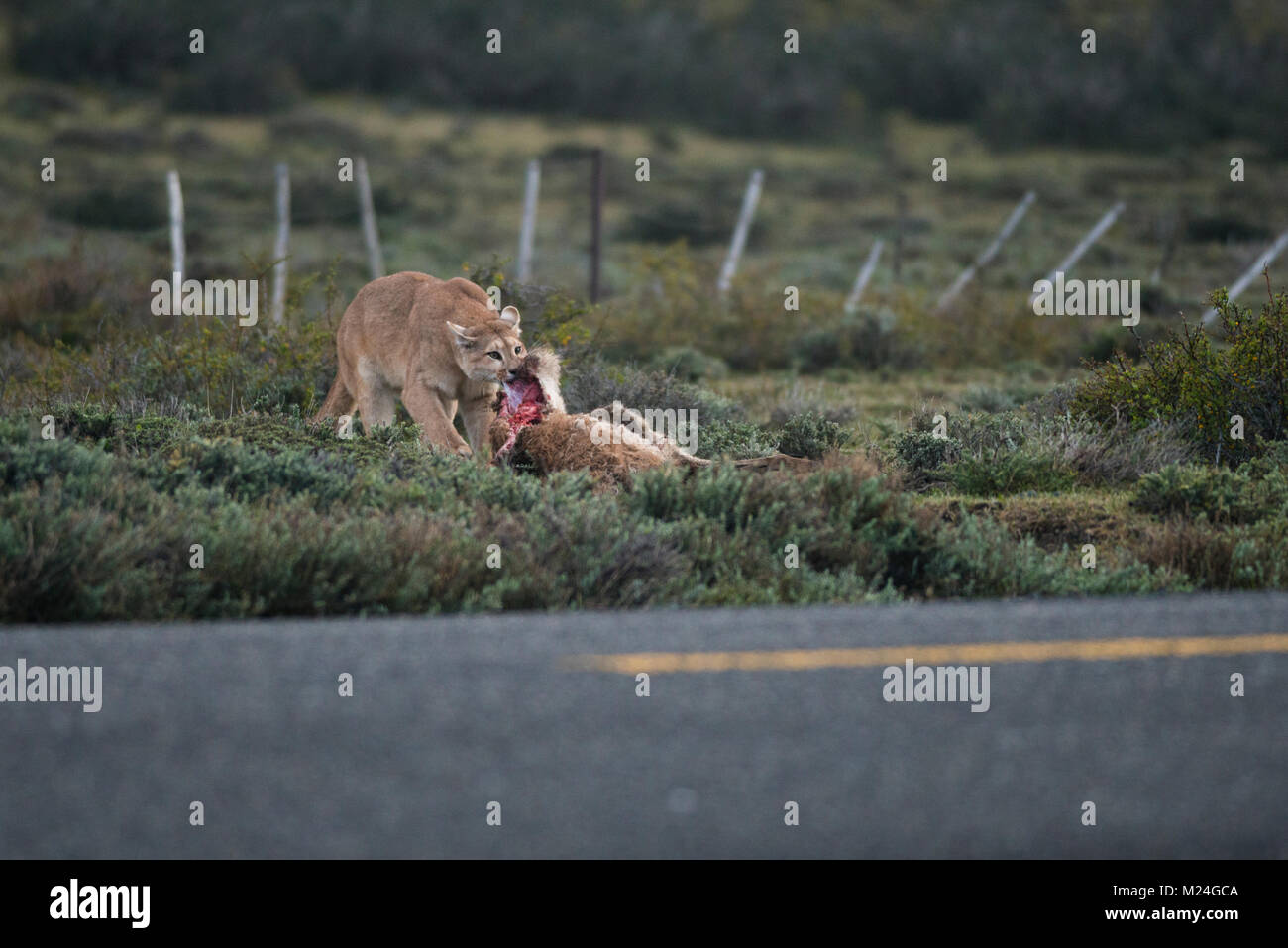 Un puma arrastrando un guanaco mató justo al lado de la carretera cerca del Parque Nacional Torres del Paine, Chile Foto de stock