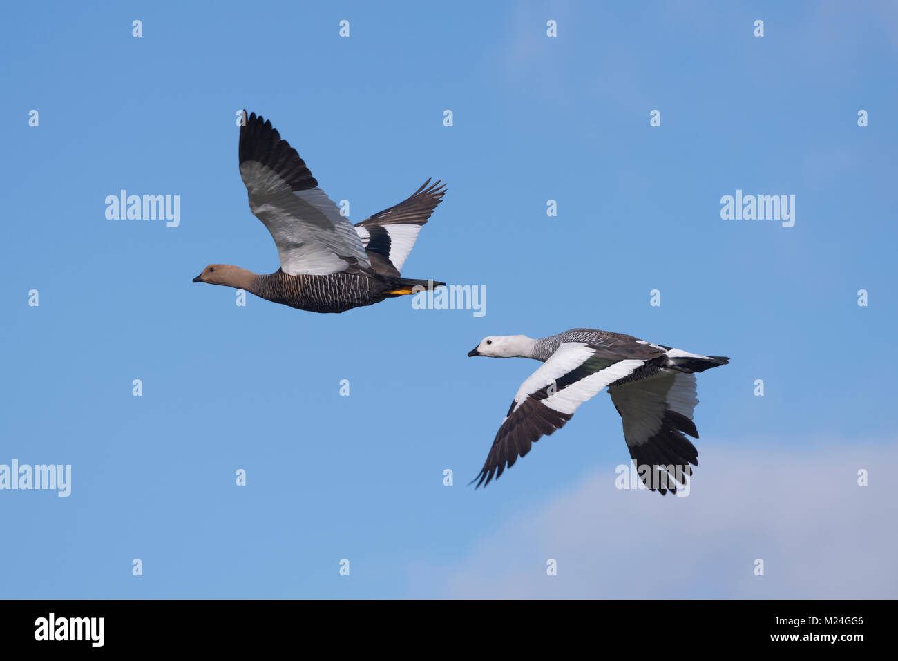 Un par de Upland Goose en vuelo Foto de stock