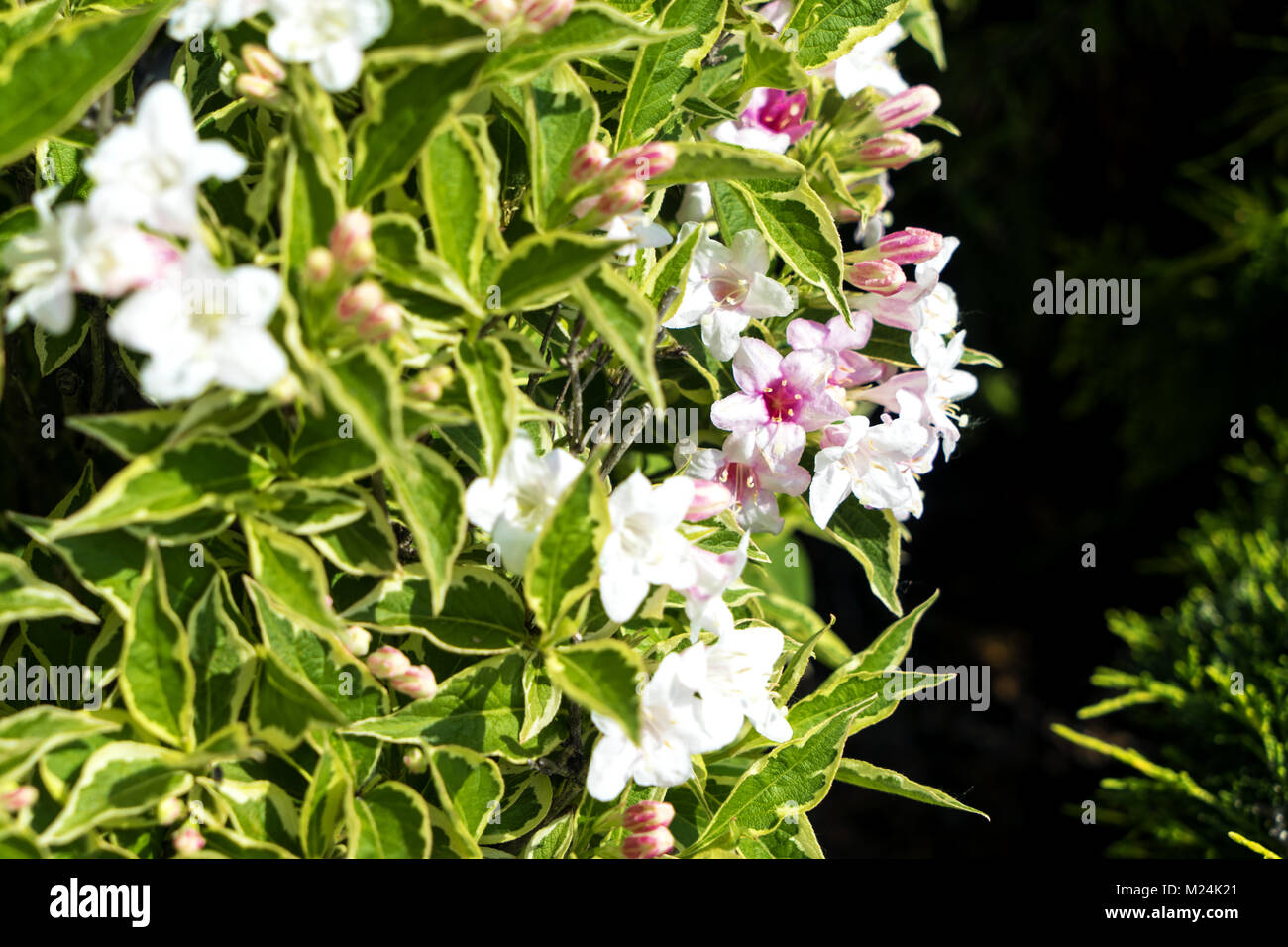 Doble las hojas de color están decoradas con flores blancas Foto de stock