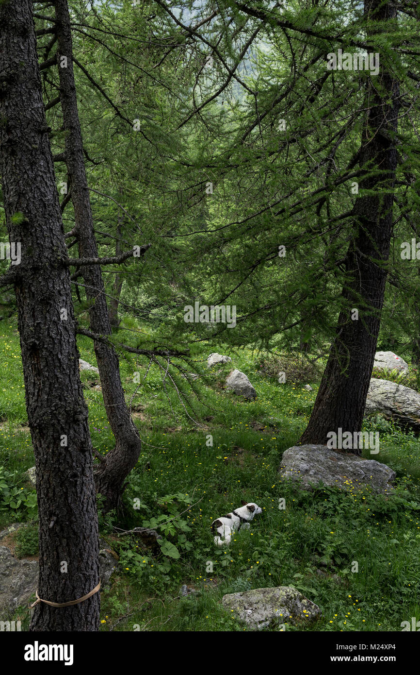 Pasear perros en los Alpes en Italia. Foto de stock